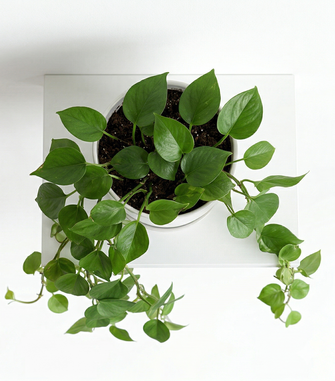 Detalle Philodendron